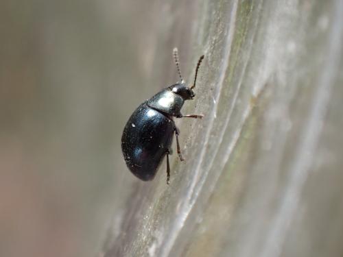 Réf. 317 900 : Phaedon tumidulus